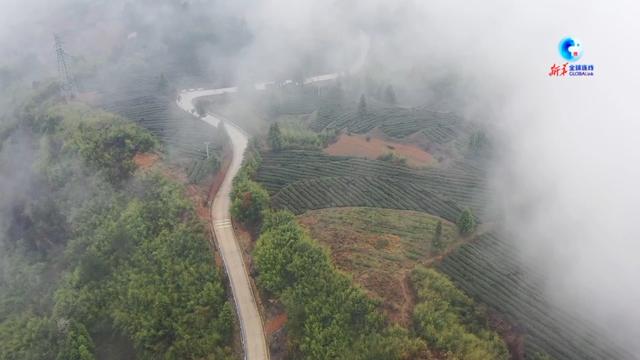 央媒头条推介｜在“中国抹茶之都” 看“世界抹茶超级工厂”如何生产