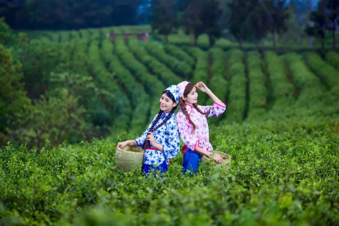 米仓山采茶记-图片3