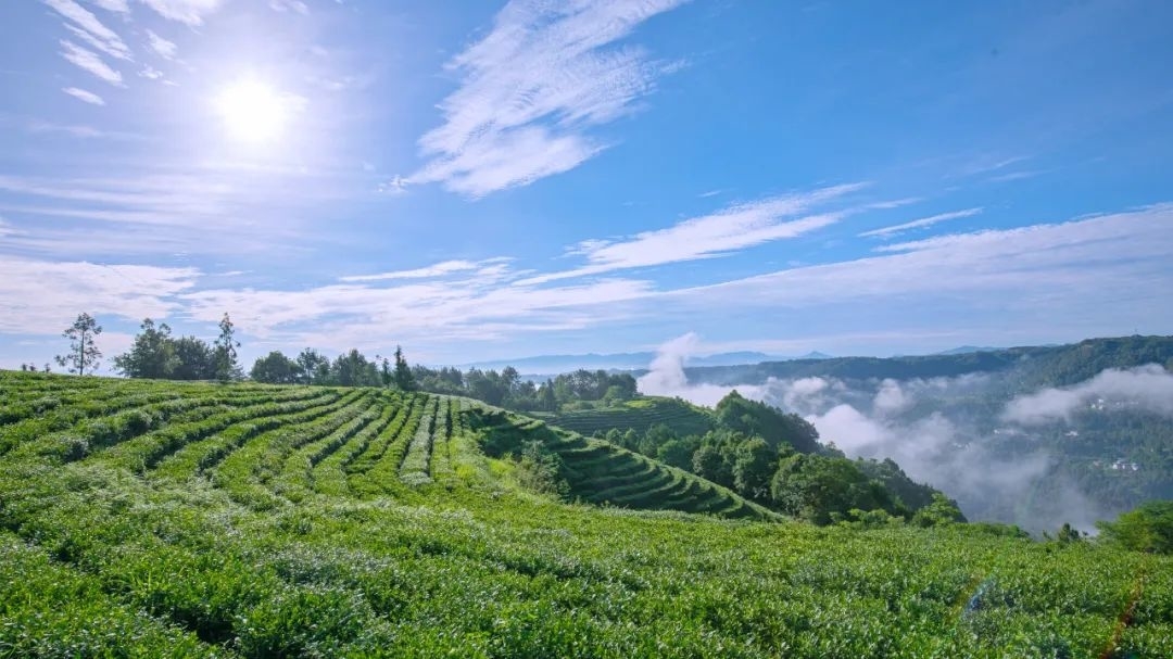 米仓山采茶记-图片1