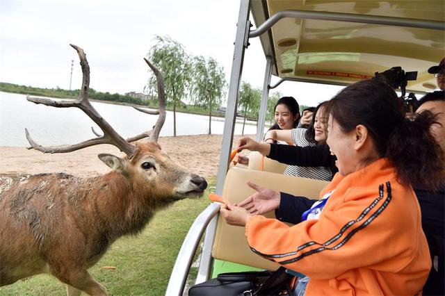 走进盐城黄海湿地，体验生物多样性之美-图片8