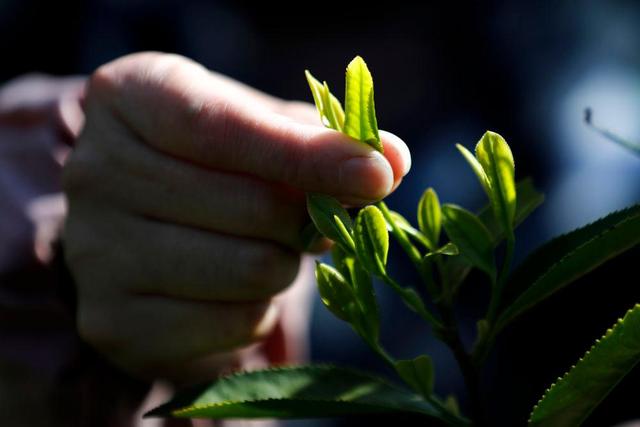 全球连线丨匠心记：祁门红茶 祁红特绝群芳最-图片6